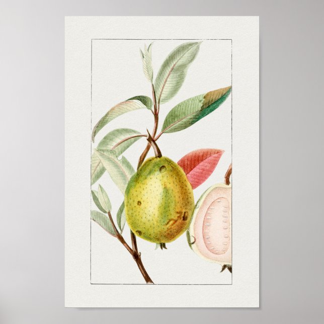 Vintage Botanical Illustration Poster (Front)