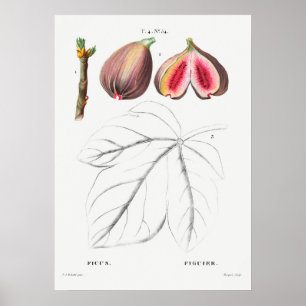 Vintage Botanical Illustration Poster