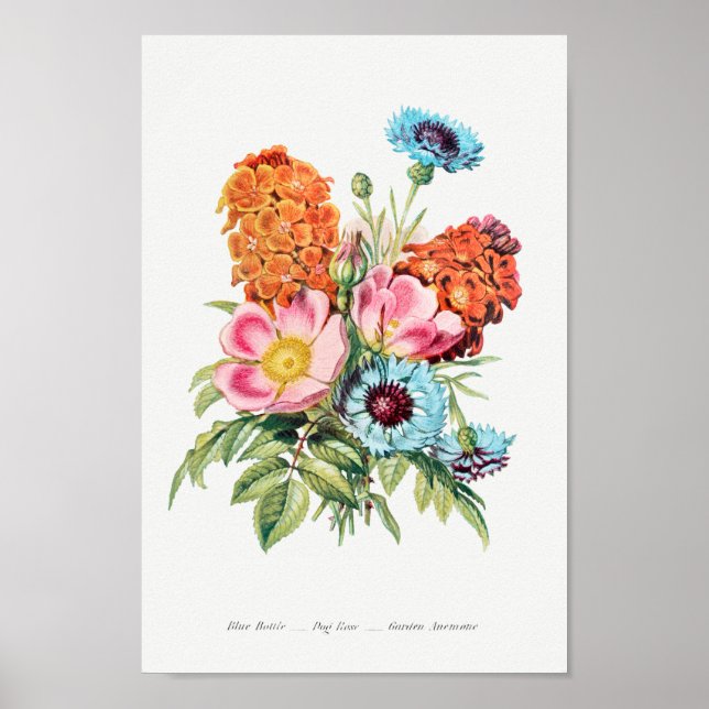 Vintage Botanical Illustration Poster (Front)