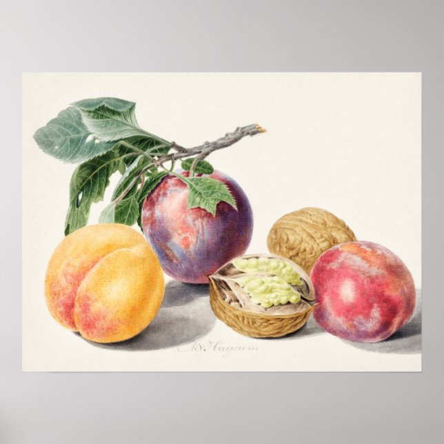 Vintage Botanical Illustration Poster (Front)