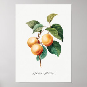 Vintage Botanical Illustration Poster