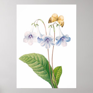 Vintage Botanical Illustration Poster