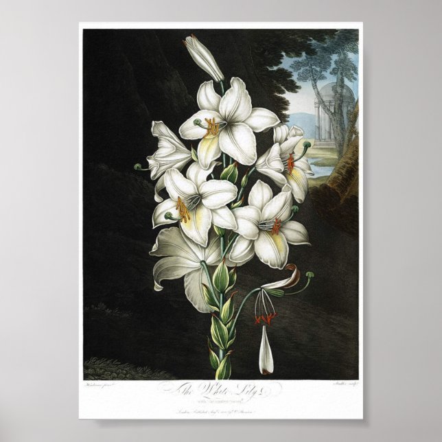 Vintage Botanical Illustration Poster (Front)