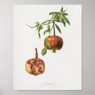 Vintage Botanical Illustration Poster