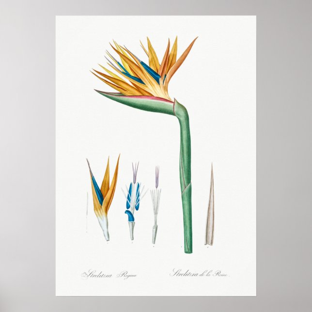 Vintage Botanical Illustration Poster (Front)