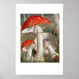 Vintage Botanical Illustration Poster