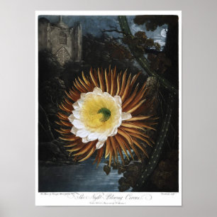Vintage Botanical Illustration Poster
