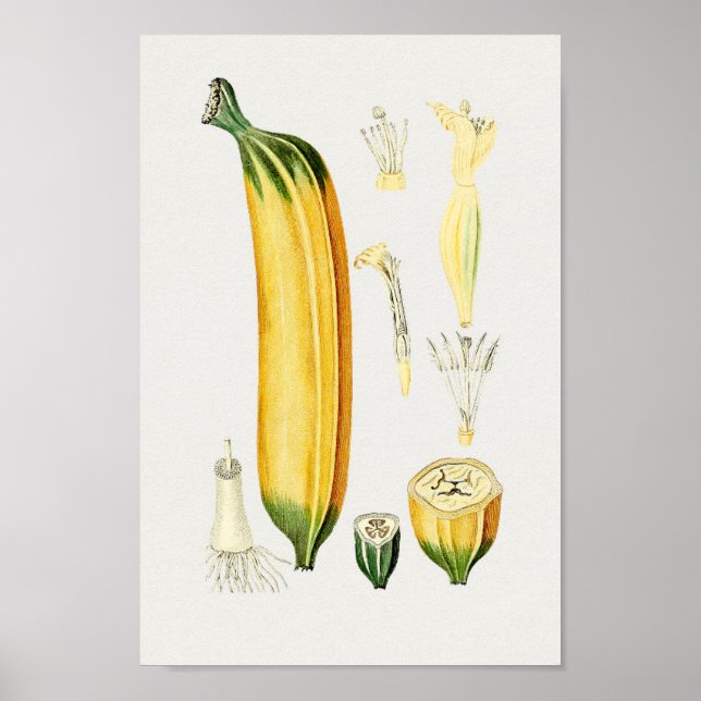 Vintage Botanical Illustration Poster (Front)