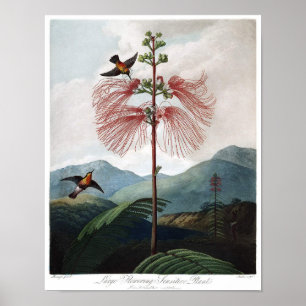 Vintage Botanical Illustration Poster