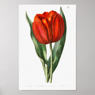 Vintage Botanical Illustration Poster
