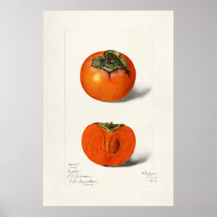 Vintage Botanical Illustration Poster