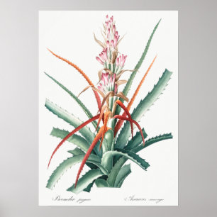 Vintage Botanical Illustration Poster