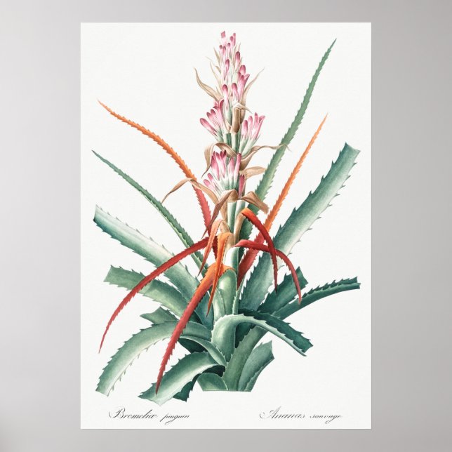 Vintage Botanical Illustration Poster (Front)