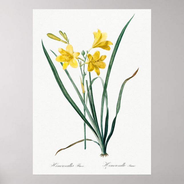 Vintage Botanical Illustration Poster (Front)