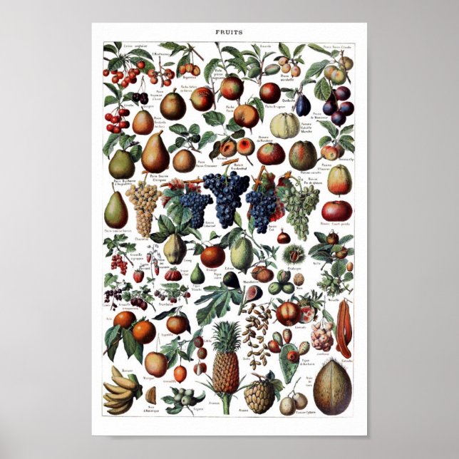 Vintage Botanical Illustration Poster (Front)