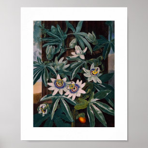 Vintage Botanical Illustration Poster