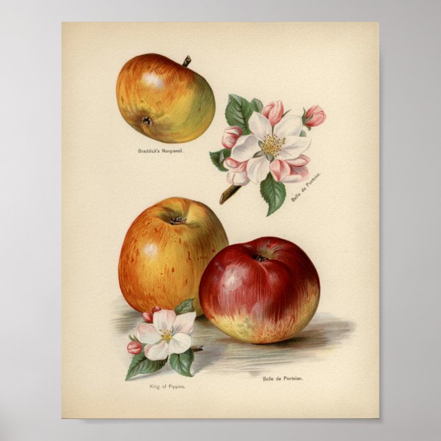 Vintage Botanical Illustration Poster (Front)
