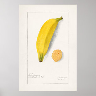 Vintage Botanical Illustration Poster