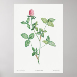 Vintage Botanical Illustration Poster