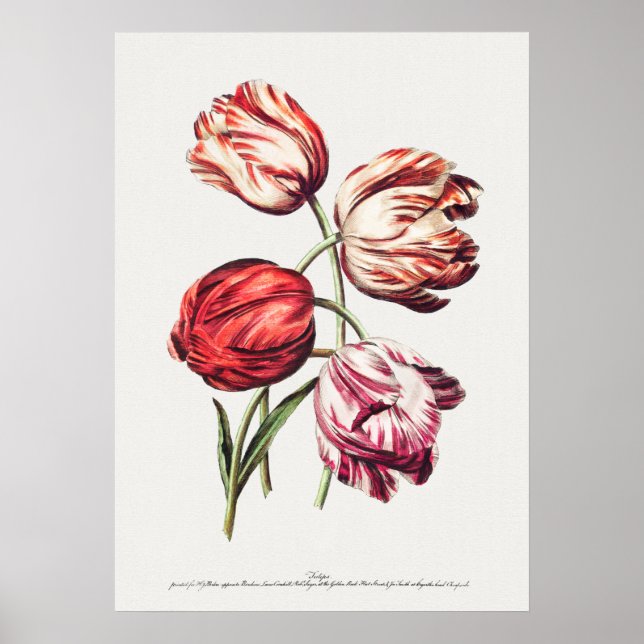Vintage Botanical Illustration Poster (Front)