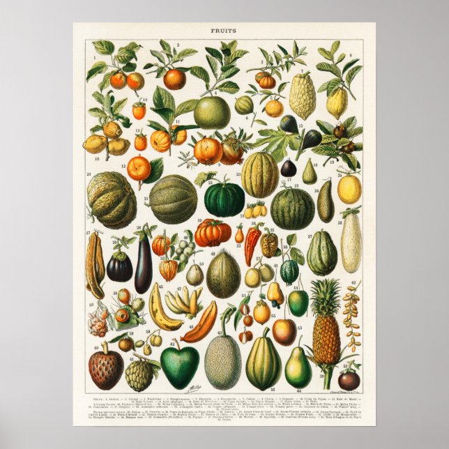 Vintage Botanical Illustration Poster (Front)