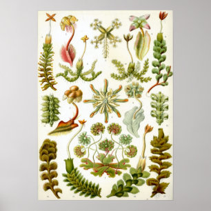 Vintage Botanical Illustration Poster
