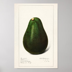 Vintage Botanical Illustration Poster