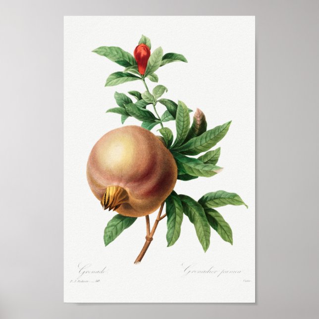 Vintage Botanical Illustration Poster (Front)