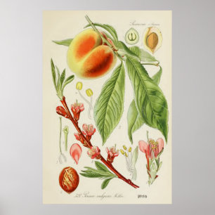 Vintage Botanical Illustration Poster