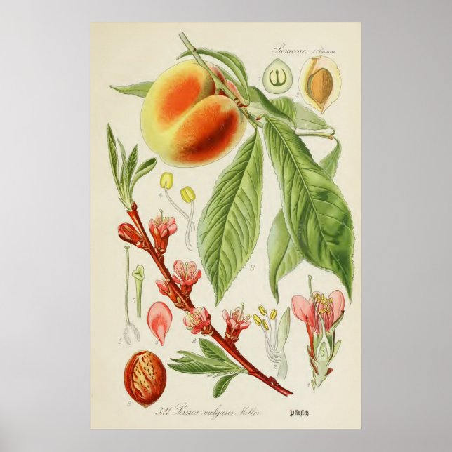 Vintage Botanical Illustration Poster (Front)
