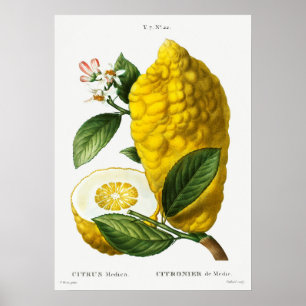 Vintage Botanical Illustration Poster