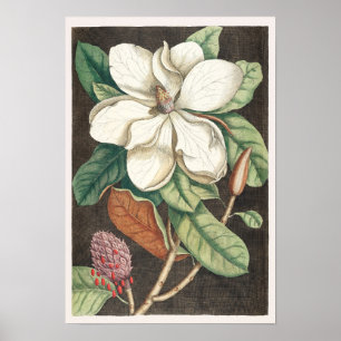 Vintage Botanical Illustration Poster