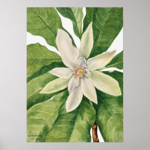 Vintage Botanical Illustration Poster