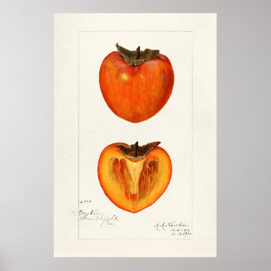 Vintage Botanical Illustration Poster