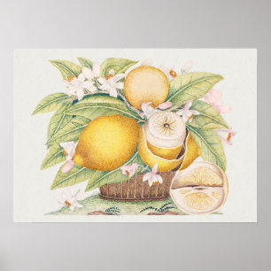 Vintage Botanical Illustration Poster