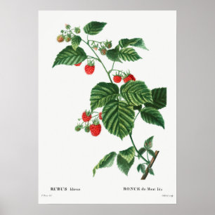Vintage Botanical Illustration Poster