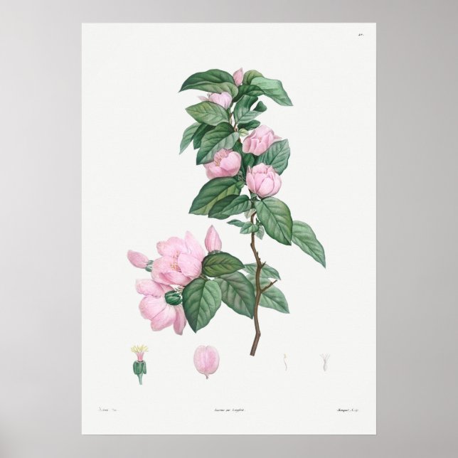 Vintage Botanical Illustration Poster (Front)