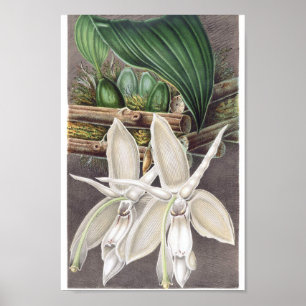Vintage Botanical Illustration Poster