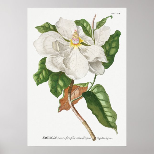 Vintage Botanical Illustration Poster (Front)