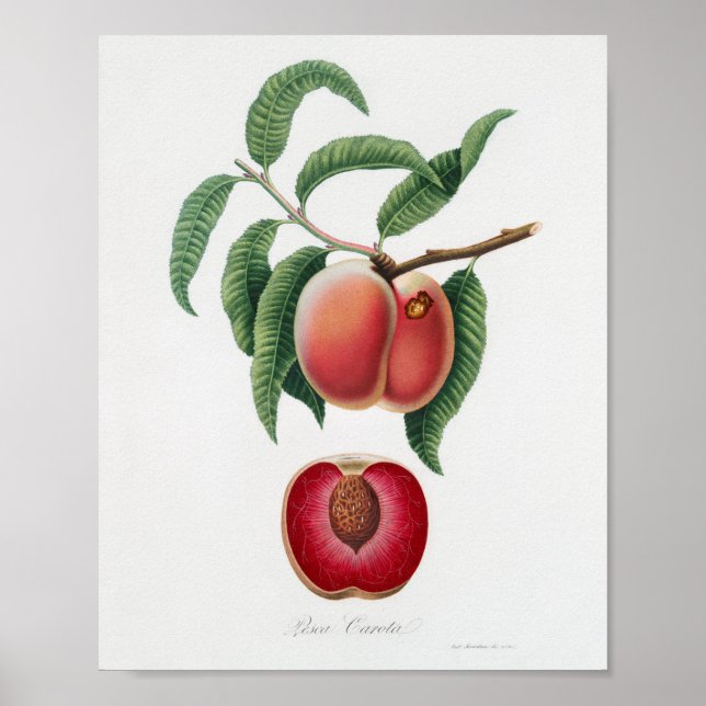 Vintage Botanical Illustration Poster (Front)