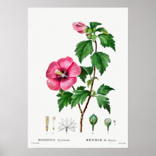 Vintage Botanical Illustration Poster