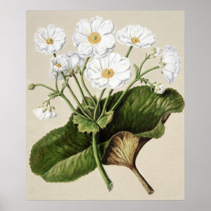 Vintage Botanical Illustration Poster
