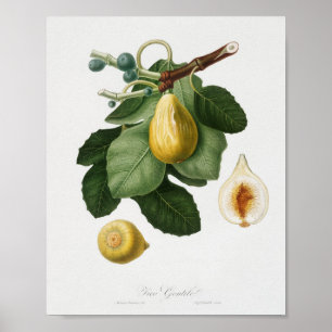 Vintage Botanical Illustration Poster