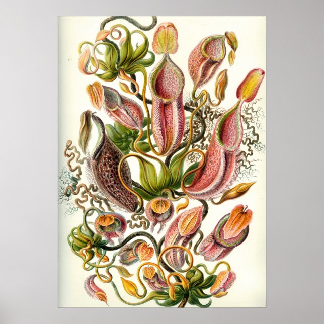 Vintage Botanical Illustration Poster (Front)