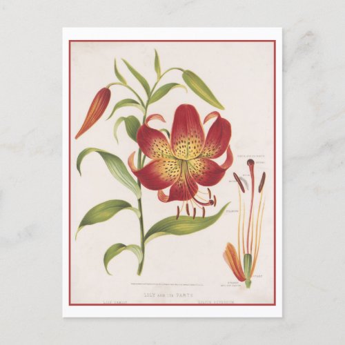 Vintage Botanical Illustration Red Lily Postcard