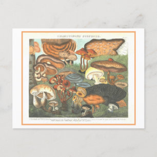 Vintage Botanical Illustration "Suspect Mushrooms" Postcard