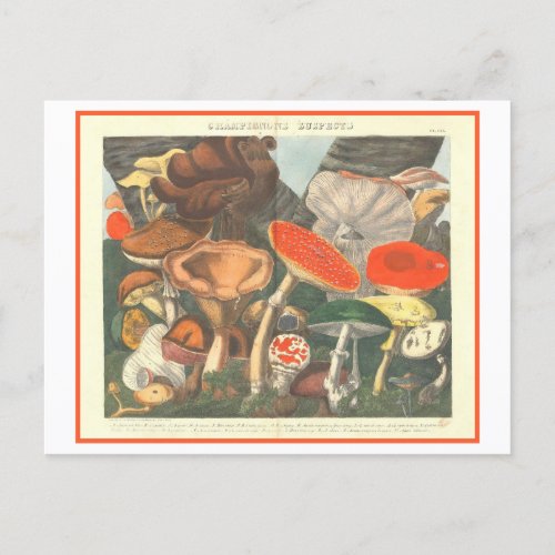 Vintage Botanical Illustration Suspect Mushrooms Postcard