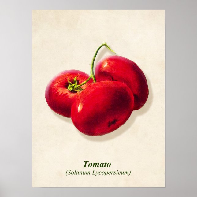 Vintage Botanical Illustration, Tomatoes Poster (Front)