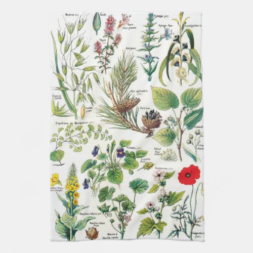 Vintage Botanical Illustrations Kitchen Towel