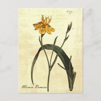 Vintage Botanical Iris Illustration Postcard